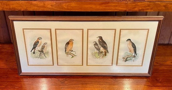 4 Framed Color Hawk Chromolithographs From Ornithology Book