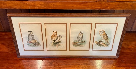 4 Framed Color Owl Chromolithographs From Ornithology Book
