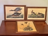Lot Of 3 Framed Duck Color Prints