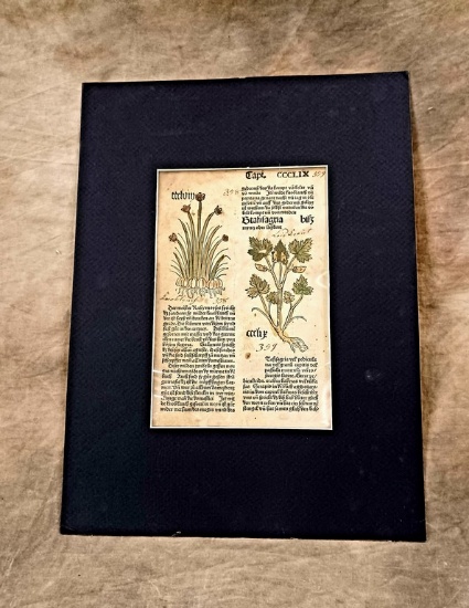 Important 1485 Incunabula Hand Colored Book Plate From One Of The First Published German Herbals "Ga
