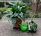 (2) House Plants In Pots