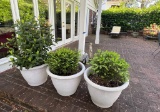 (3) Large Flower Pots with Shrubs