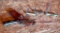 Old Timer 152 Knife And Three Pen Knives