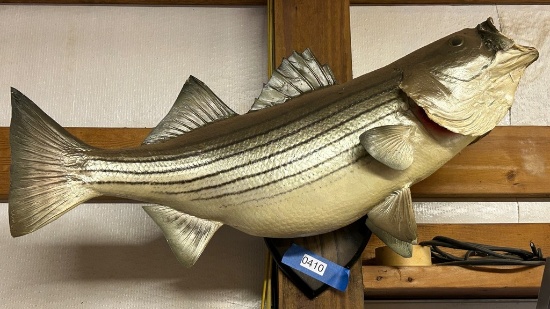 Stripper Bass Fish Mount