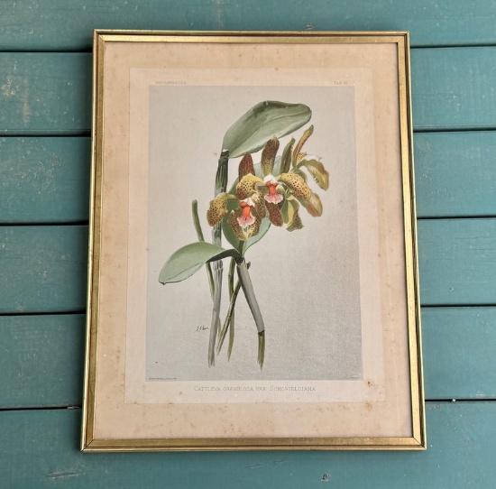 Botanical Flower Print In Gold Frame
