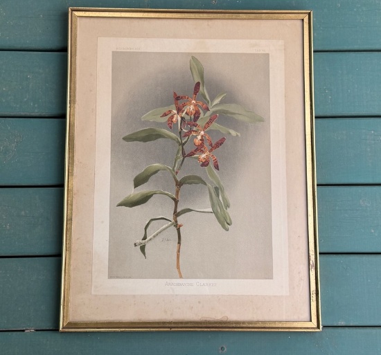 Botanical Flower Print In Gold Frame