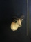 sheep Taxidermy Mount