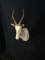 White Blesbuck Taxidermy Mount