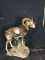 European Mouflon Sheep Taxidermy Mount