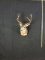 Black Tail Taxidermy Mount
