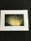 Genuine Taxidermy Polar Bear Fur Framed Under Glass