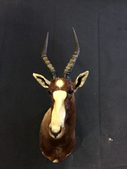 Bontebok Taxidermy