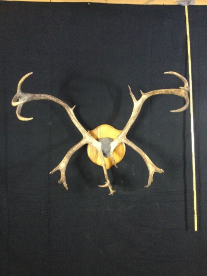 Carabou Taxidermy Mount