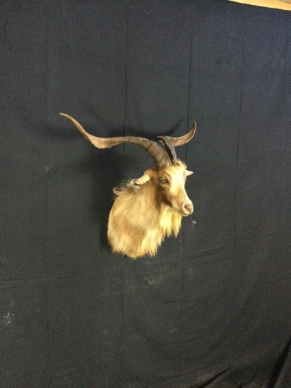 Wild Spanish Goat Taxidermy Mount