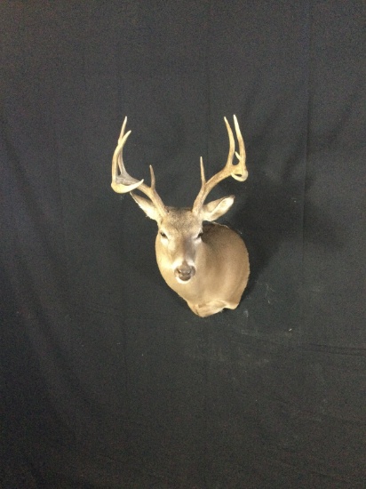 White Tail Deer Taxidermy Mount