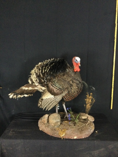 Wild Turkey Taxidermy Mount