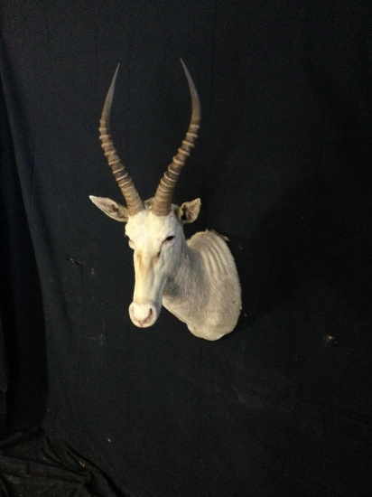 White Blesbuck Taxidermy Mount