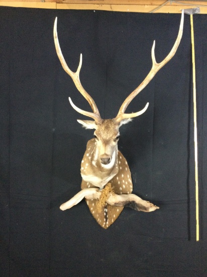 Chital Taxidermy Mount