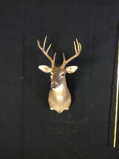 White Tail Deer Taxidermy Mount