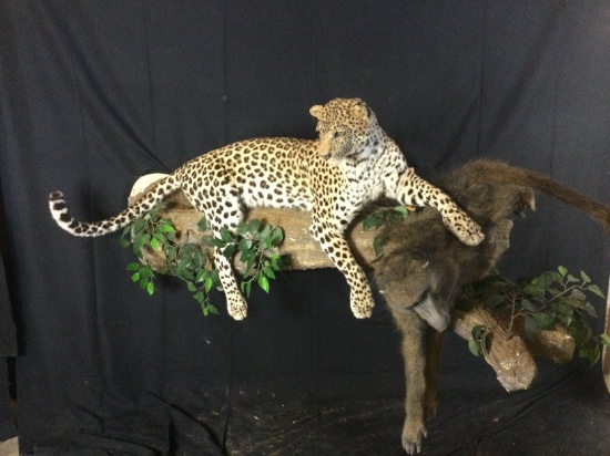 Leopard And Baboon Taxidermy