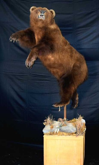 Kamchatka brown bear Taxidermy mount