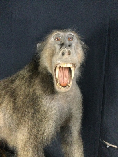Large Baboon Taxidermy Mount