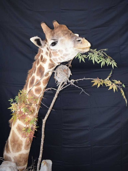 giraffe neck mount Taxidermy