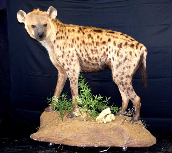 Hyena Full body Taxidermy Mount