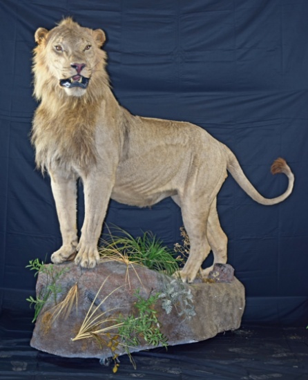 Male African Lion Taxidermy