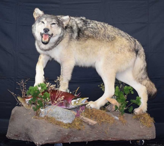 Wolf Full body Taxidermy Mount