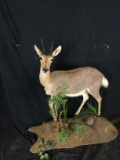Mountain Reedbuck Taxidermy Mount