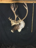 Reindeer Taxidermy Mount
