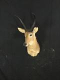 Southern Reedbuck Taxidermy Mount