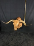 Texas Longhorn Taxidermy Mount