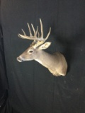 White Tail Taxidermy Mount