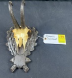 Chamois Skull Mount
