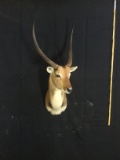 Lechwe Taxidermy Mount