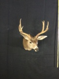 Black Tail Taxidermy Mount