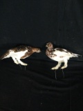 Two Willow Ptarmigan Taxidermy Mount