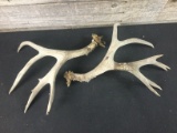 Large dead head antlers