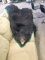 Bear Skin Rug