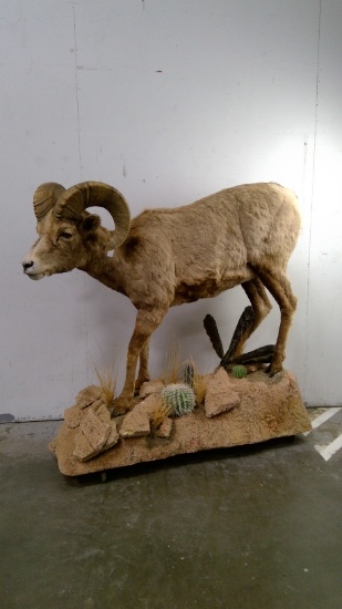 Bighorn Sheep Mount with Base