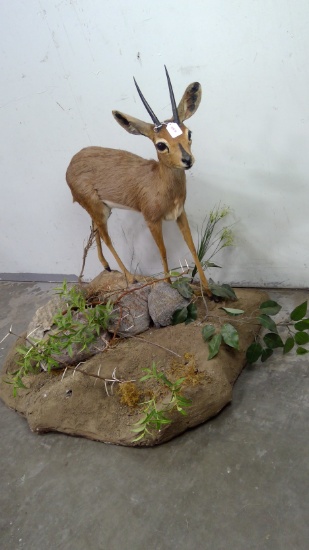 Duiker with Base