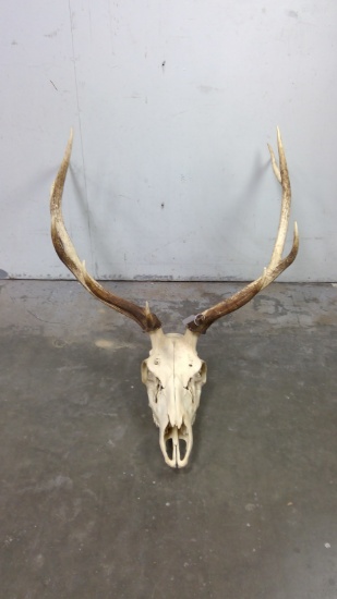 6+6 Elk Dead Head