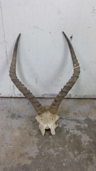 Antelope Dead Head
