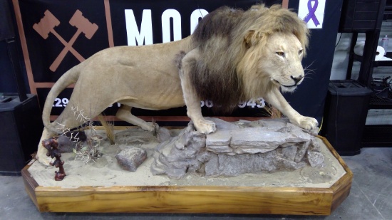 African Lion Mount