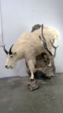 Mountain Goat with Base