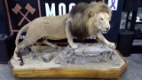 African Lion Mount