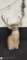 Deer Quarter Mount