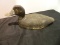 Early Black Duck Decoy